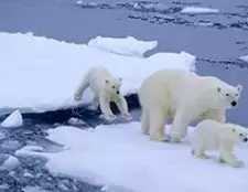 Stručný opis polárneho medveďa