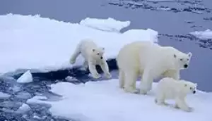 Stručný opis polárneho medveďa